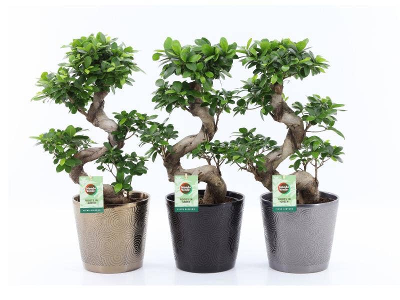 Ficus micr. Ginseng in Infinity