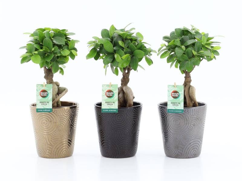 Ficus micr. Ginseng in Infinity