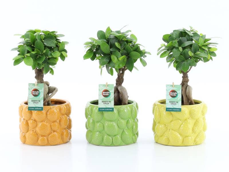 Ficus micr. Ginseng in La Dolce Frutta