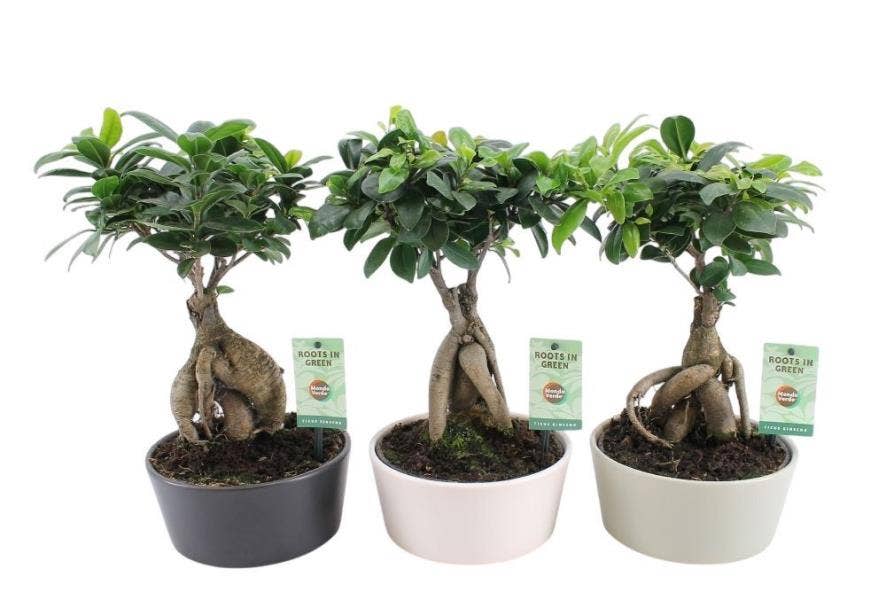 Ficus micr. Ginseng in Matt Round