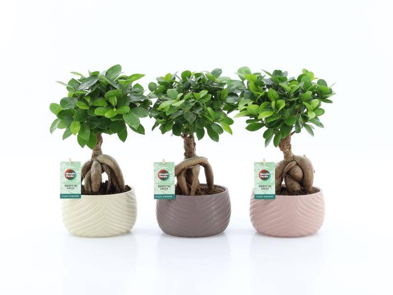 Ficus micr. Ginseng in Monza keramiek