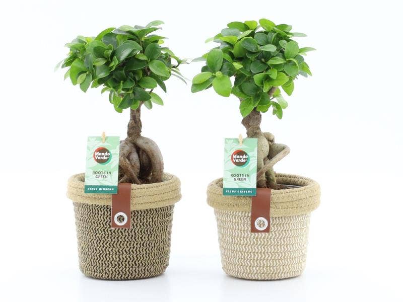 Ficus micr. Ginseng in Noah Deluxe
