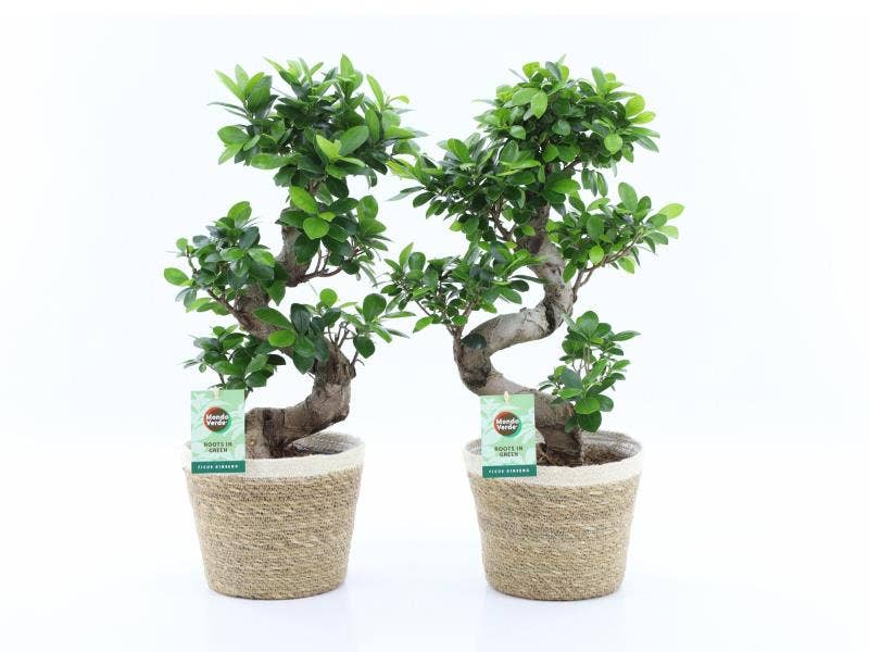 Ficus micr. Ginseng in Noah Korb