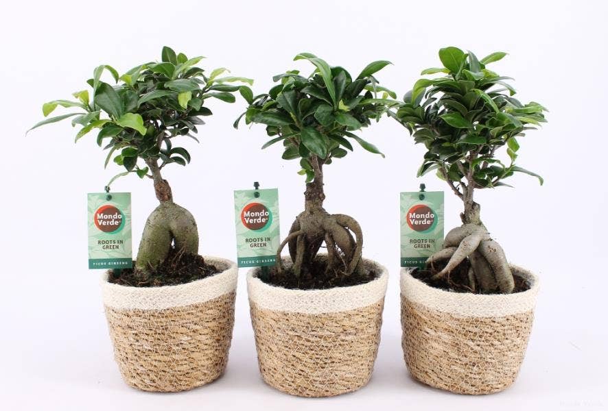 Ficus micr. Ginseng in Noah Korb