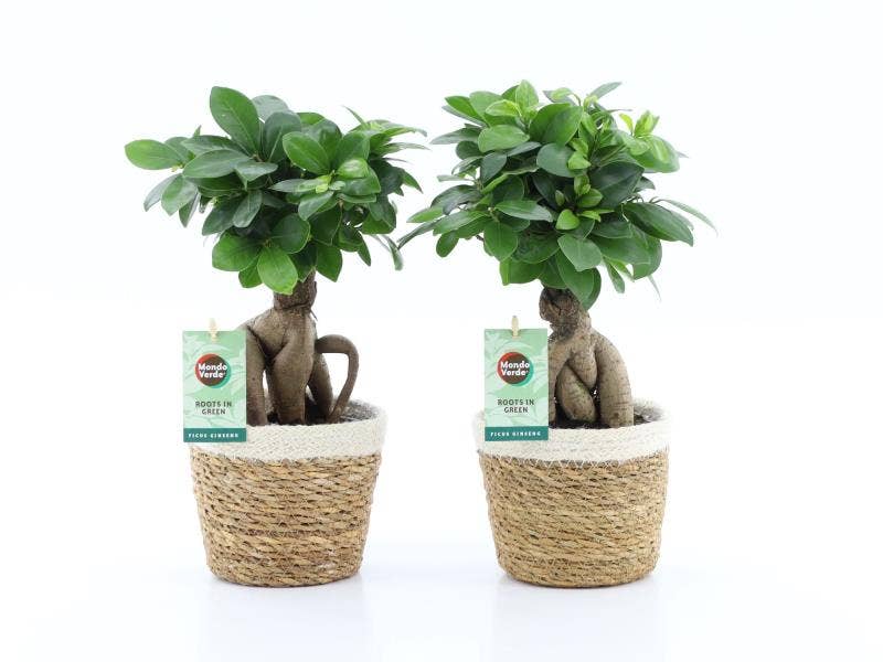 Ficus micr. Ginseng in Noah Korb