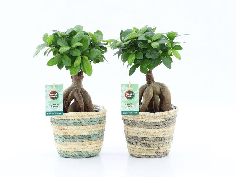 Ficus micr. Ginseng in Noah Lines