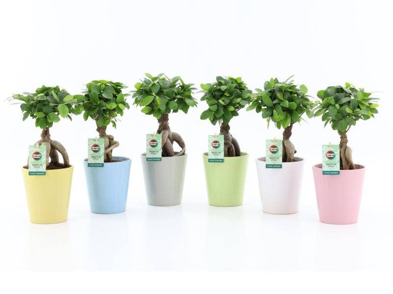 Ficus micr. Ginseng in Pastel keramiek