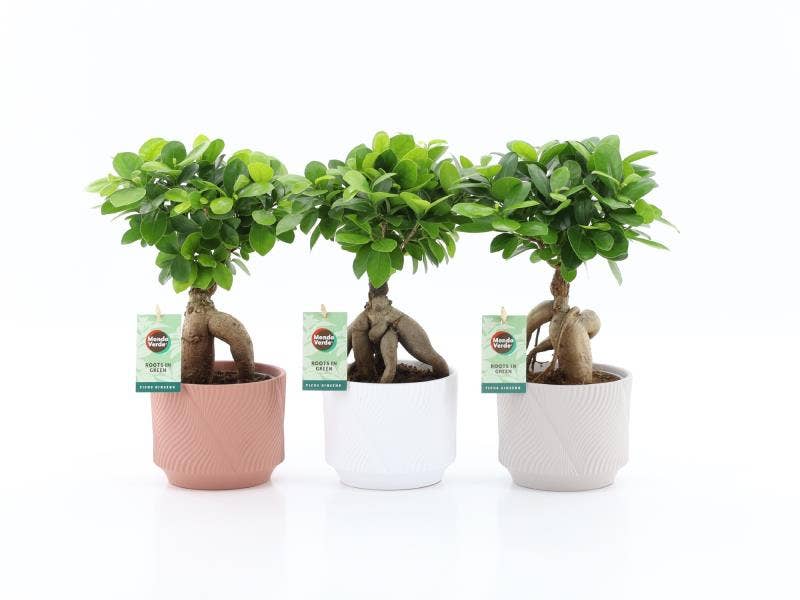 Ficus micr. Ginseng in Rodena keramiek
