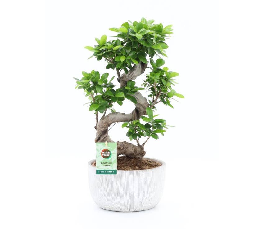 Ficus micr. Ginseng in Rustique Scale S-shape | Green Solutions