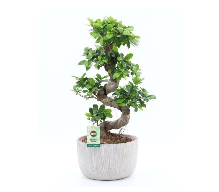 Ficus micr. Ginseng in Rustique Scale S-shape | Green Solutions