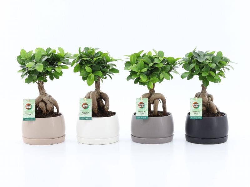 Ficus micr. Ginseng in Shengzi