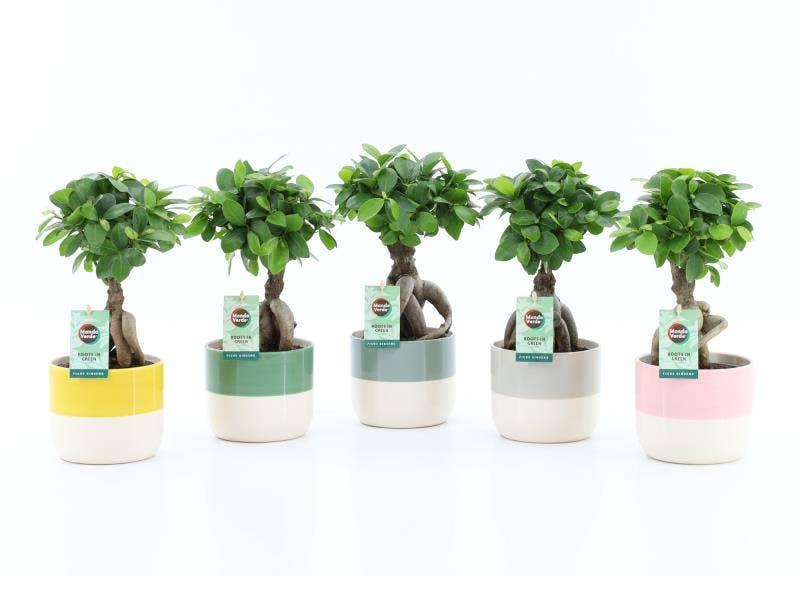 Ficus micr. Ginseng in Two Tone