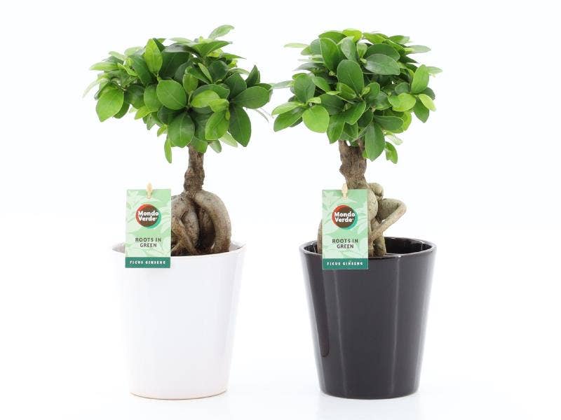 Ficus micr. Ginseng in Zwart & Wit Keramiek