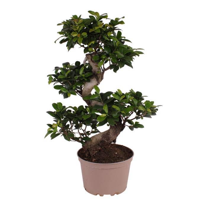 Ficus micr. Ginseng (premium)