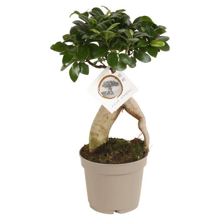 Ficus micr. Ginseng (premium)