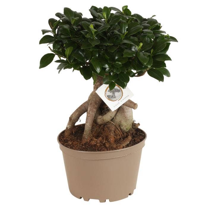 Ficus micr. Ginseng (premium)