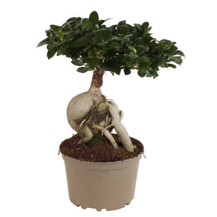 Ficus micr. Ginseng (premium)