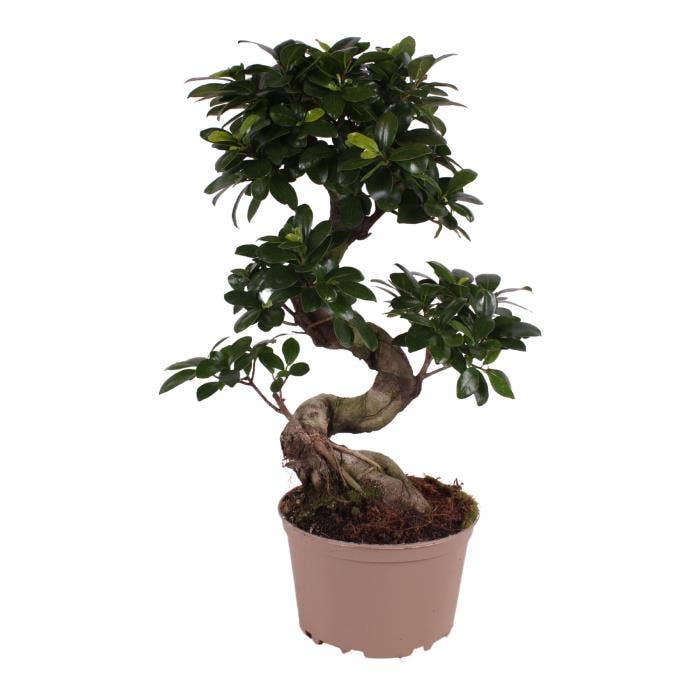 Ficus micr. Ginseng (premium)