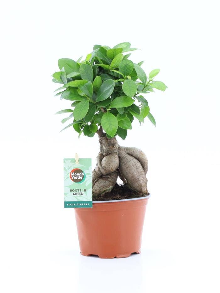 Ficus micr. Ginseng
