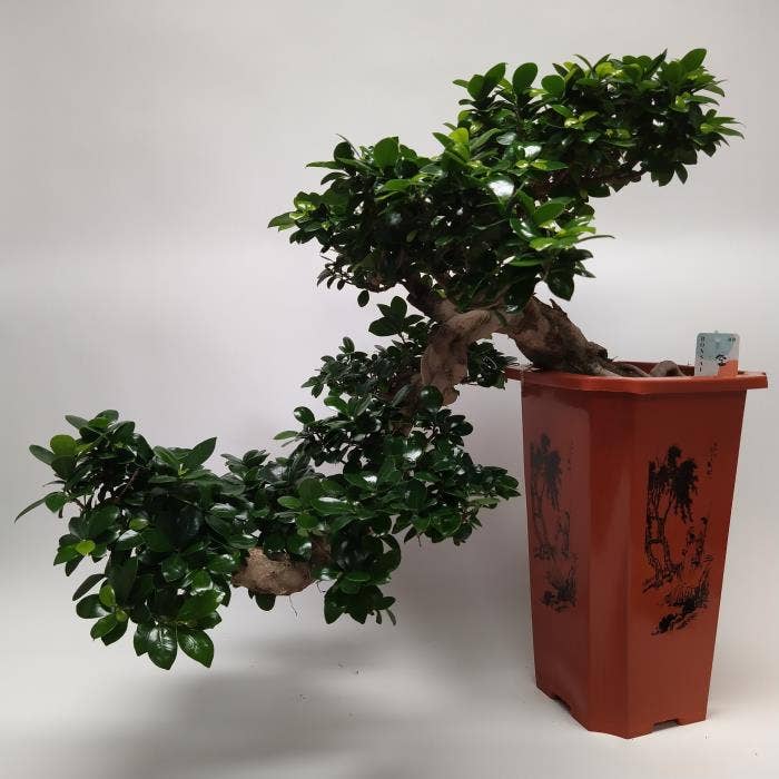 Ficus micr. Ginseng