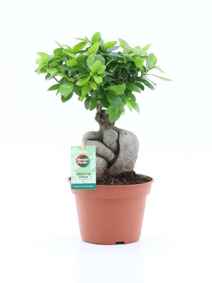 Ficus micr. Ginseng