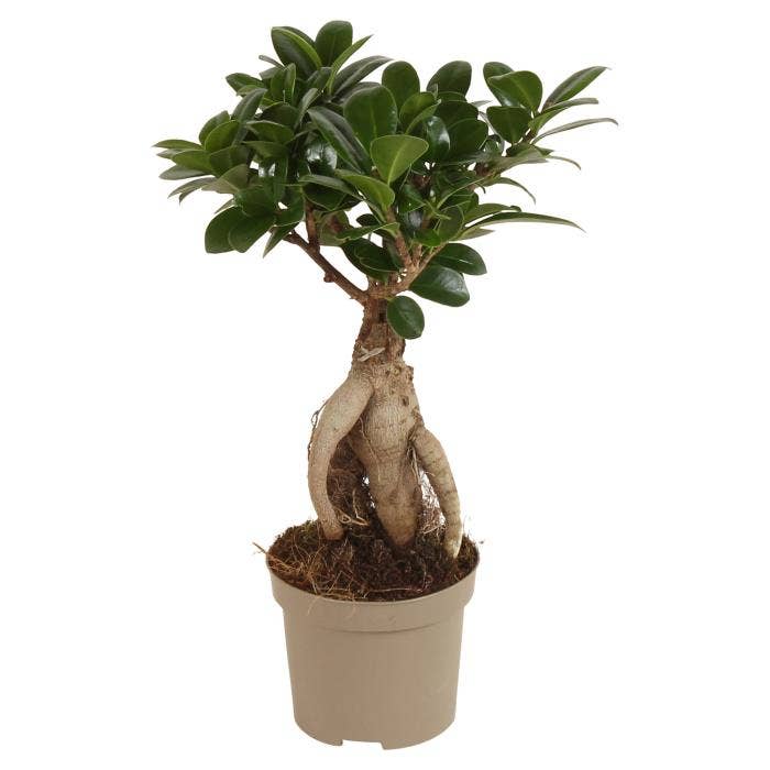 Ficus micr. Ginseng
