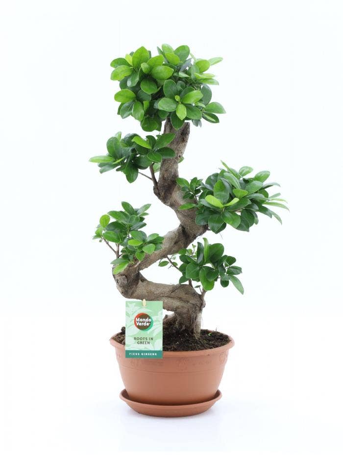 Ficus micr. Ginseng