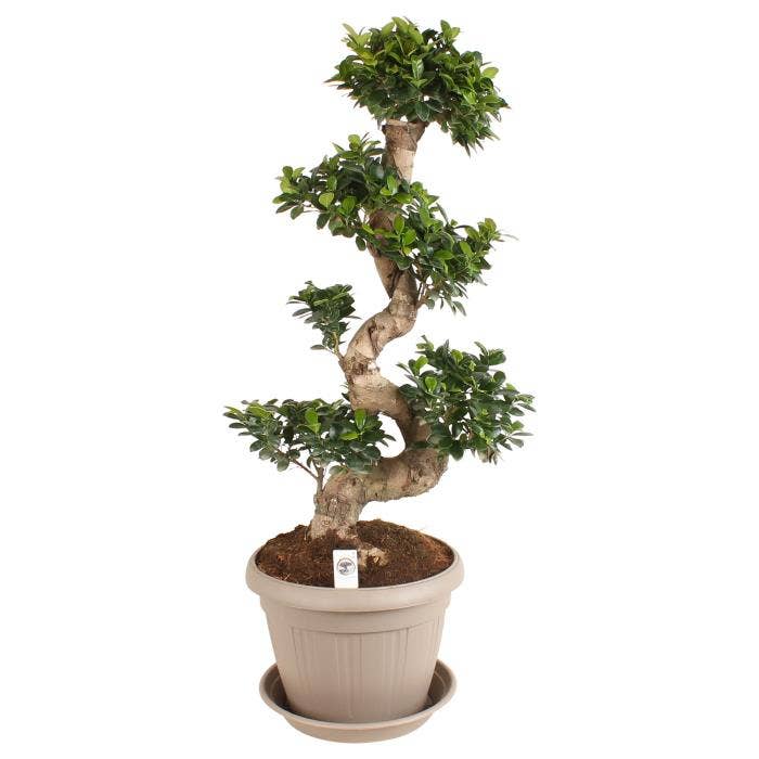Ficus micr. Ginseng