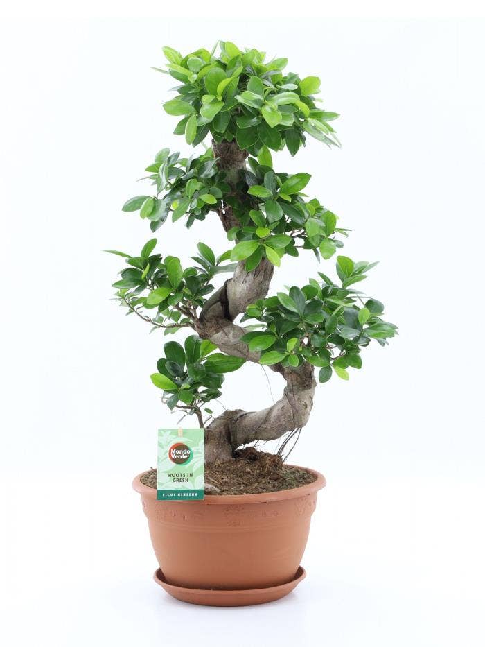 Ficus micr. Ginseng
