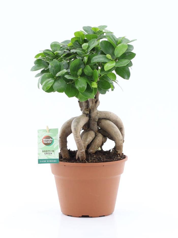Ficus micr. Ginseng