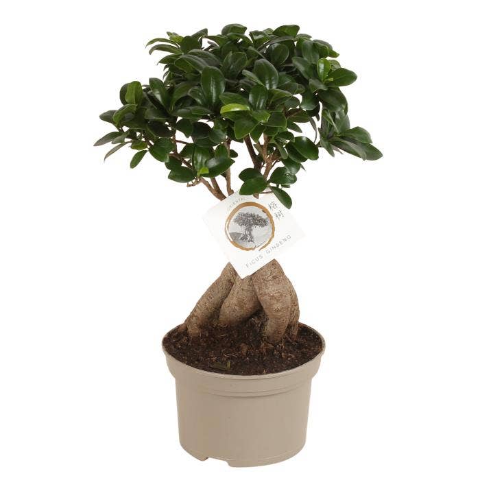 Ficus micr. Ginseng