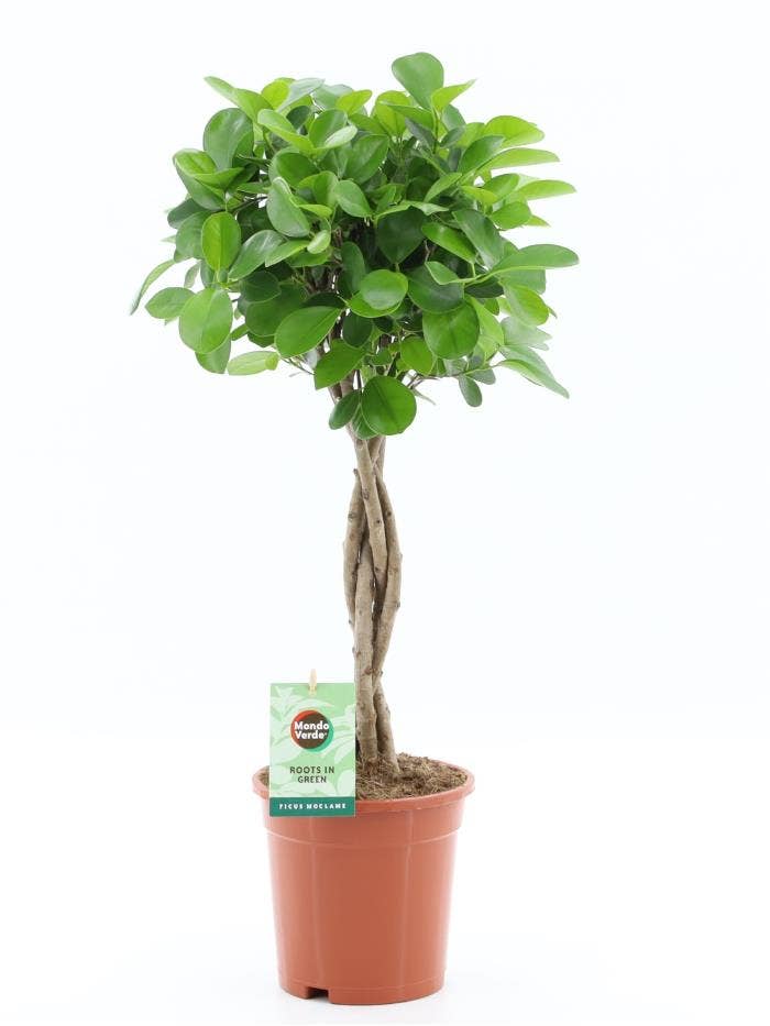 Ficus micr. Moclame
