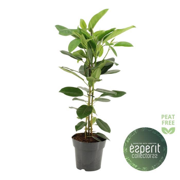 Ficus microcarpa Fuji