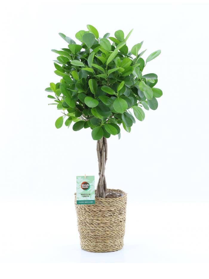 Ficus Microcarpa Moclame in Seagrass