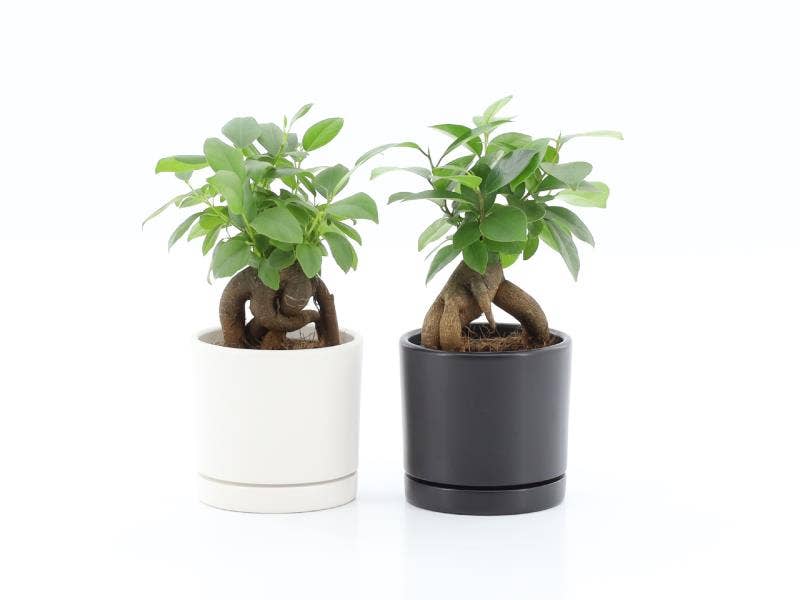 Ficus microcarpa Retusa in Hainan keramiek