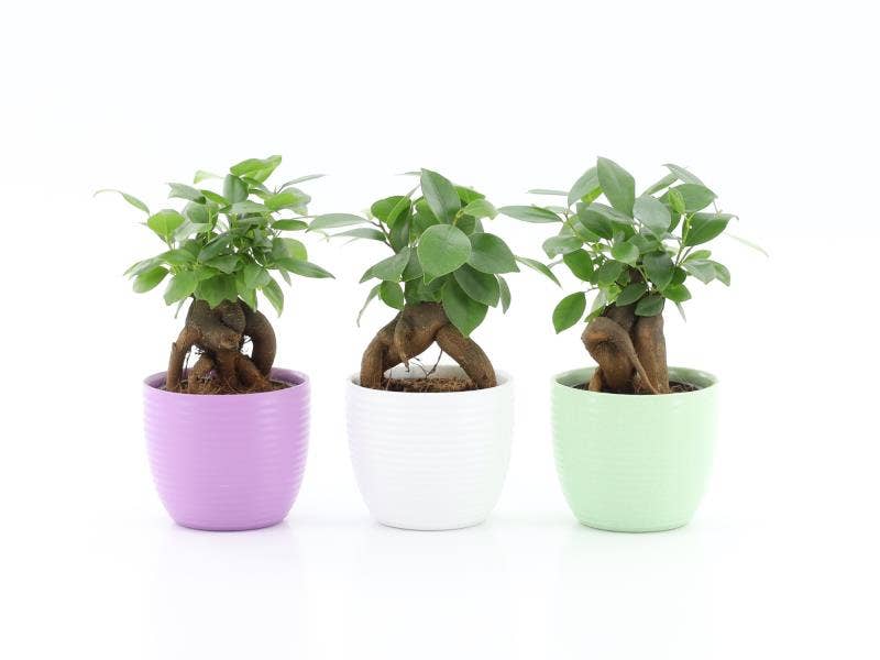 Ficus microcarpa Retusa in Ribble keramiek