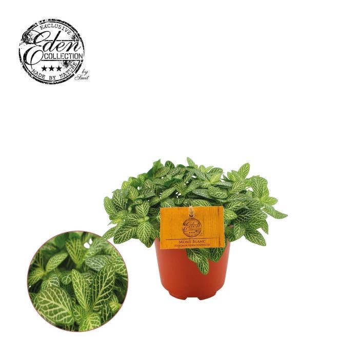 Fittonia verschaffeltii