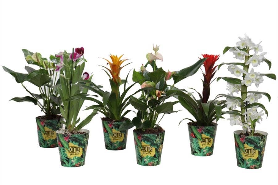 Flowering Xotic in Potcover