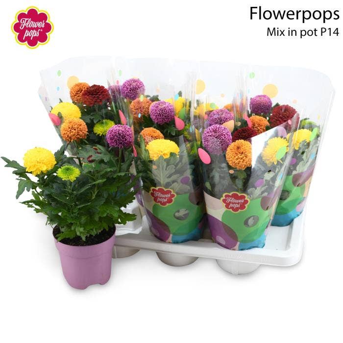 Flowerpops Carnaval