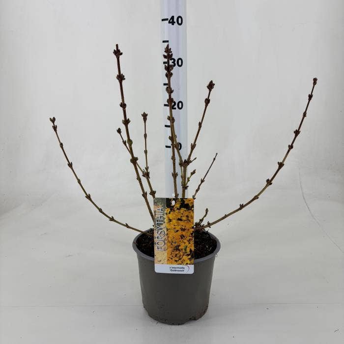 Forsythia int. 'Goldrausch'