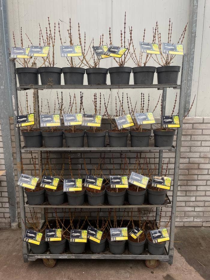 Forsythia int. 'Mikador'