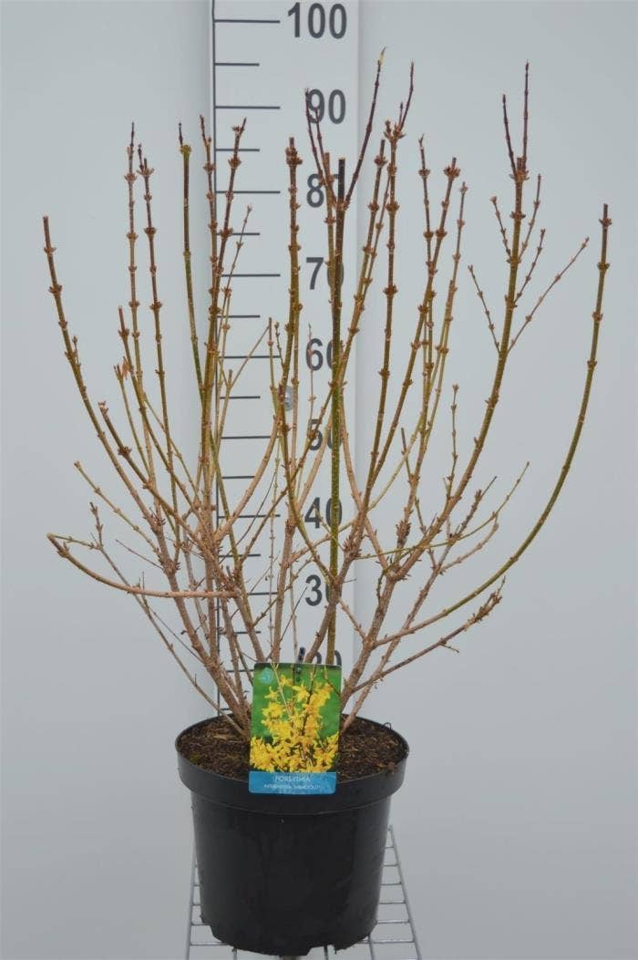 Forsythia int. 'Minigold'
