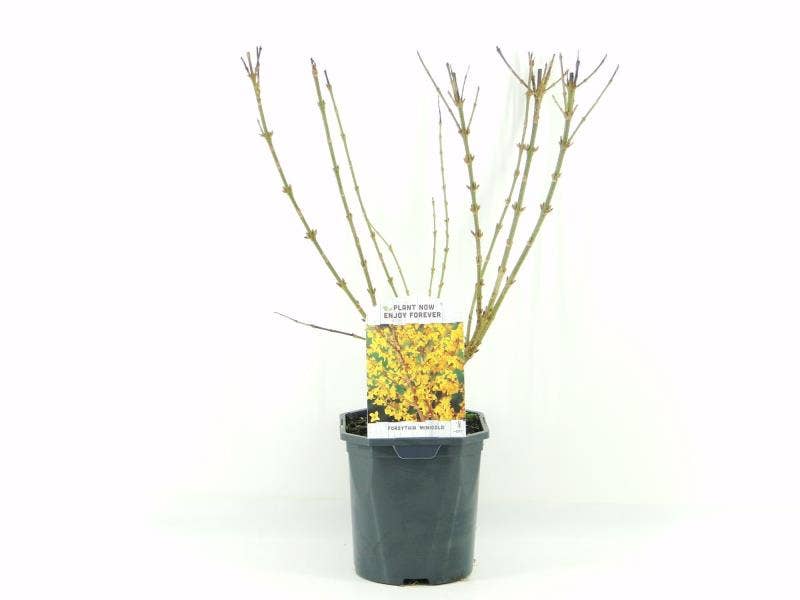 Forsythia int. Minigold