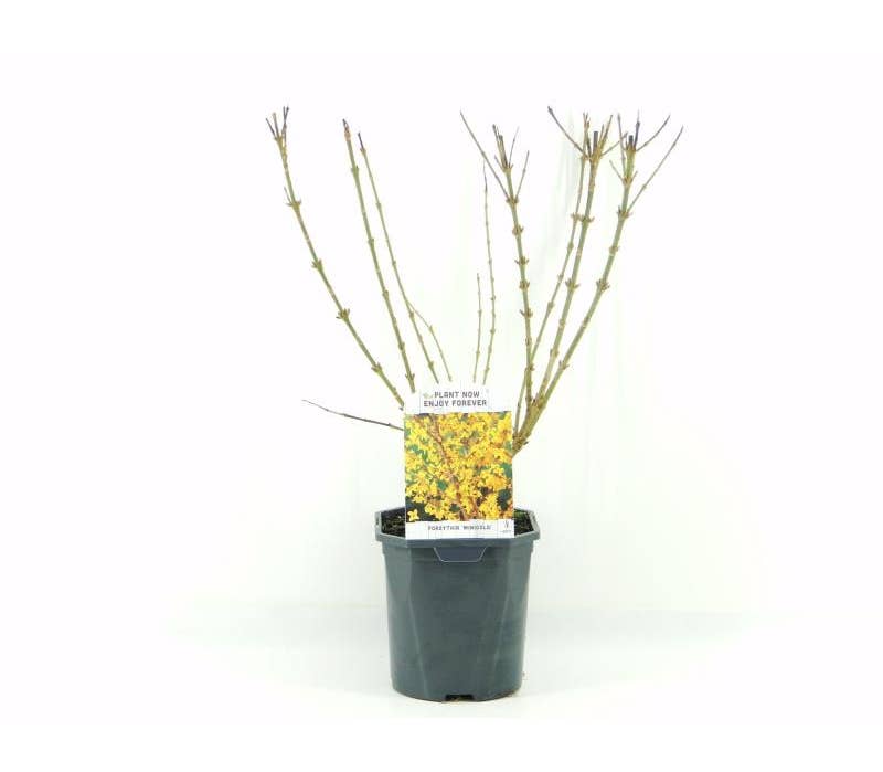 Forsythia int. Minigold