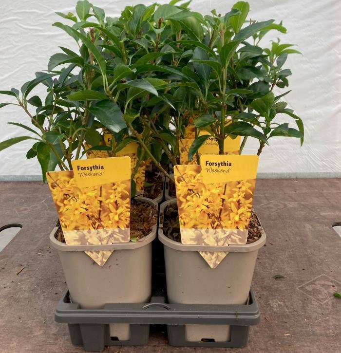 Forsythia int. 'Weekend'
