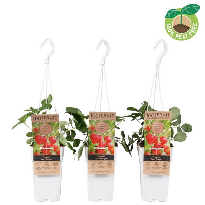 Fragaria 'Eve's Delight'