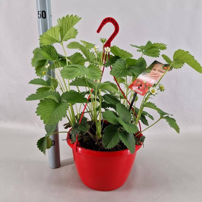 Fragaria 'Tenira'