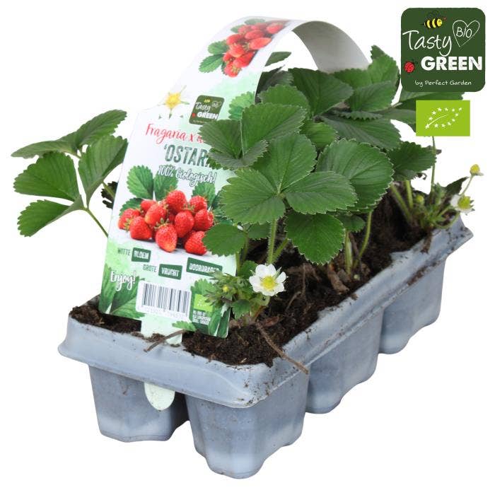 Fragaria x ananassa 'Ostara' Bio 6-pack