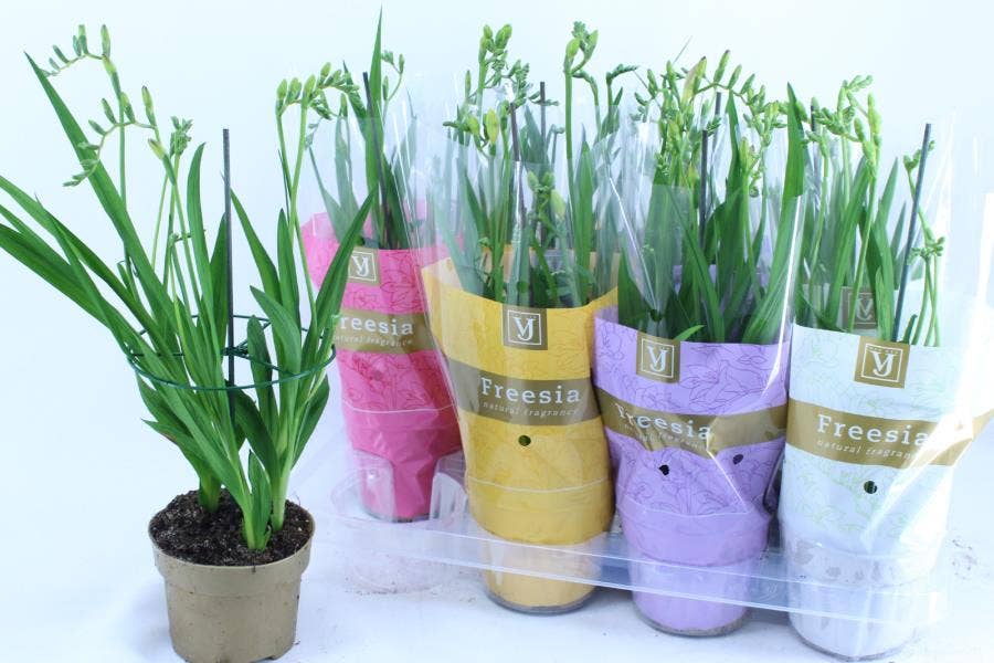 Freesia