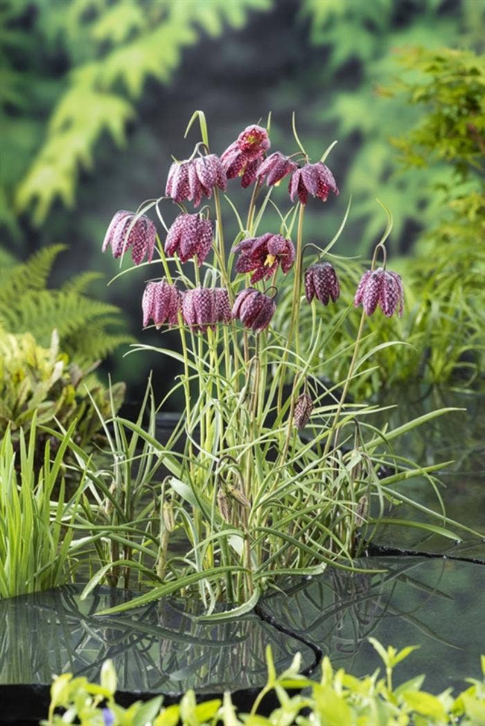 Fritillaria meleagris